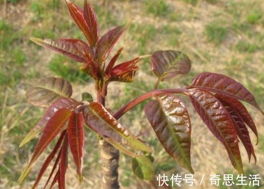 妇科病|女性子宫健康,皮肤才会红润,多吃此物,防妇科病,清子宫垃圾