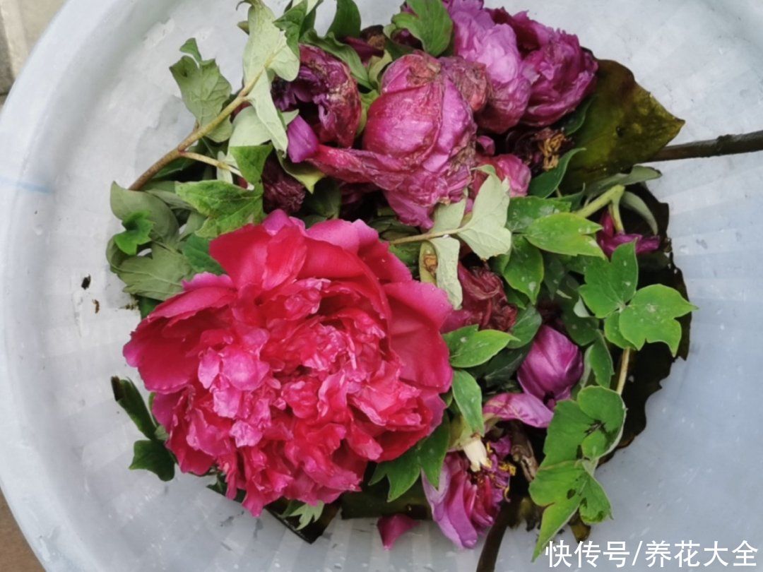 君子兰开完，会有3个“后遗症”，一定要重视