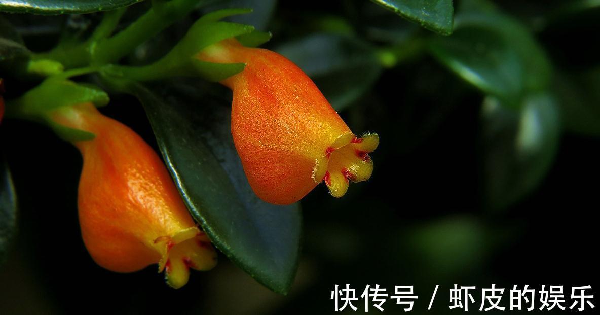 喜欢金鱼吊兰不会养,教你几个绝招,枝头上挂满“小金鱼”