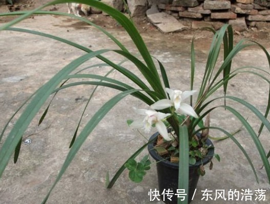 山里的极品，过去遍地都是，如今一株难寻，市场价每株200块