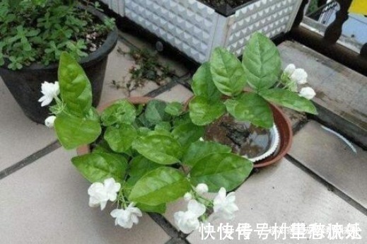 捡“1物”扔水里就是养花“万能水”,养啥旺啥,比花肥强10倍