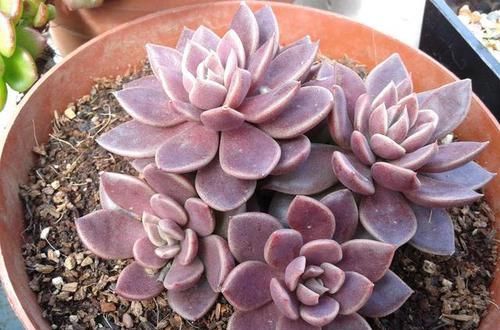  花市|花市七彩多肉真诱人！其实都是“染”出来的，别被骗了！