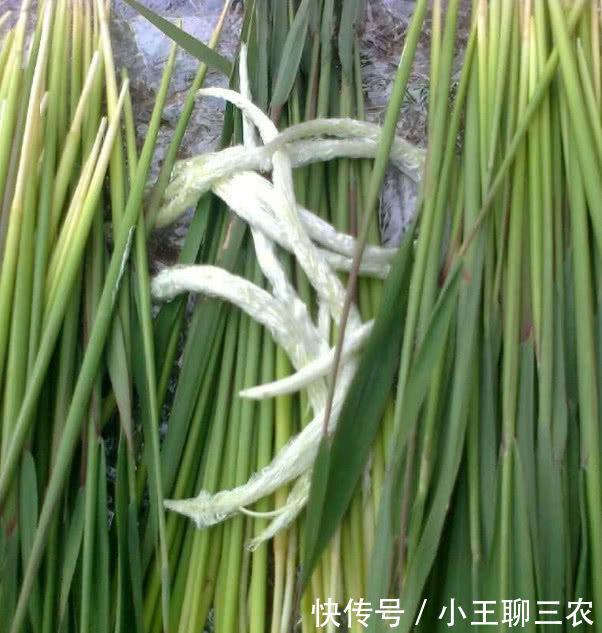 农村山上到处长满它, 能治冠心病和降血压降血糖 ,你吃过?