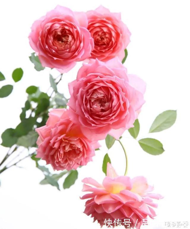 月季|22种最漂亮的月季,一次能开300天,满屋飘香开花多