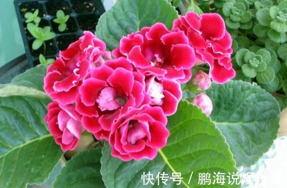 农历4月11日开始,养花养个耐看的,开出的花极美!