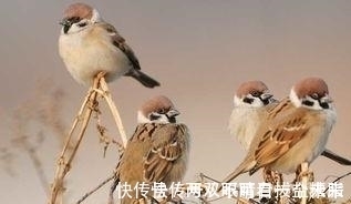 两鸟|俗语:“两鸟进门,不富也喜”,你知道是哪2种鸟吗?为何没喜鹊