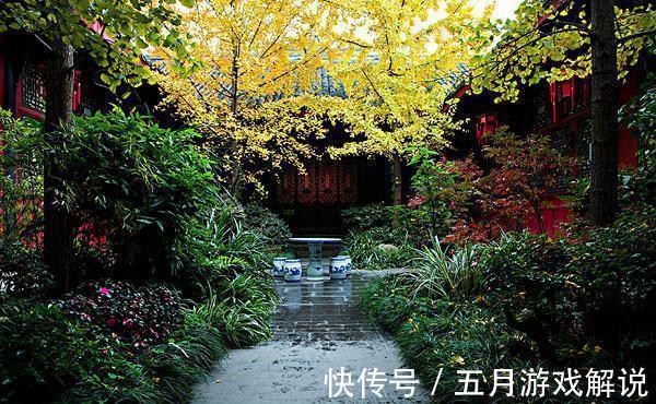 罗汉松|7种树“进宅”,旺财镇宅,延绵百年,家里有地方,一定养一棵