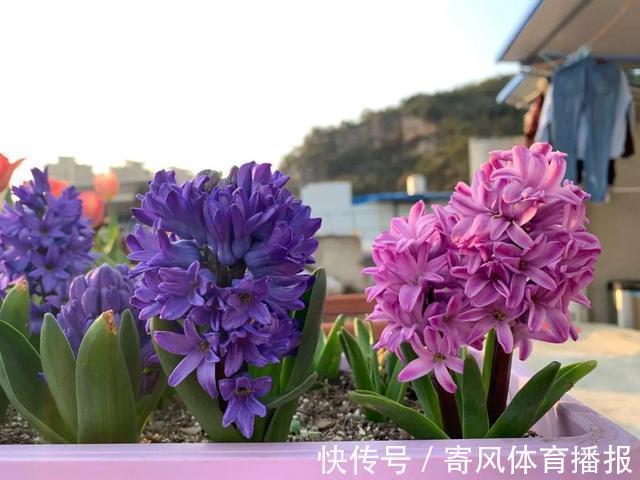 10月“值得”养5种球根花,10天就生根,养2月就开花