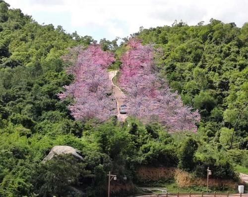 美炸！珠海这片粉红“花海”免费开放啦！趁还没火赶紧去…