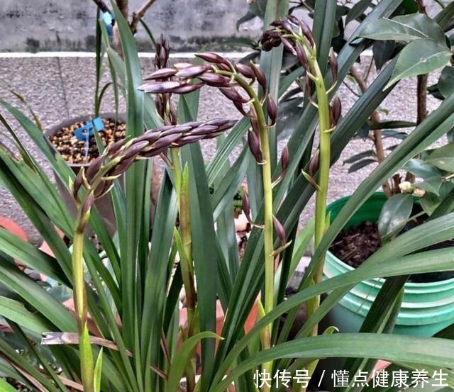 养兰花牢记“2勤、1控制”,即使养在塑料桶里,也能满盆冒花苞!