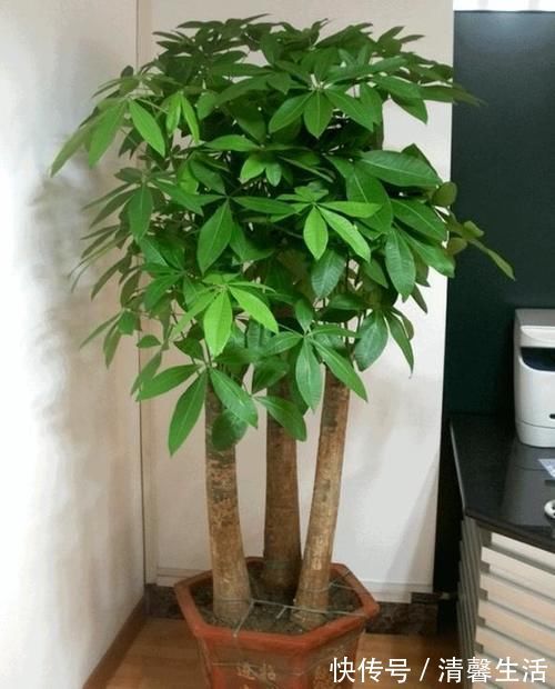 都知道啤酒养花好,然而,没掌握住“浓度配比”却会出大事