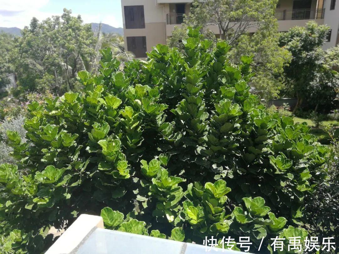 公认难养的20种花,养一盆死一盆,下次还敢买