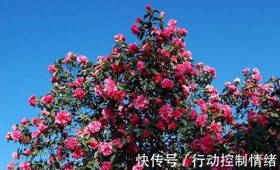 花卉|山茶花养护时,用这3个“小套路”,花朵蹭蹭冒不停,轻松开爆盆