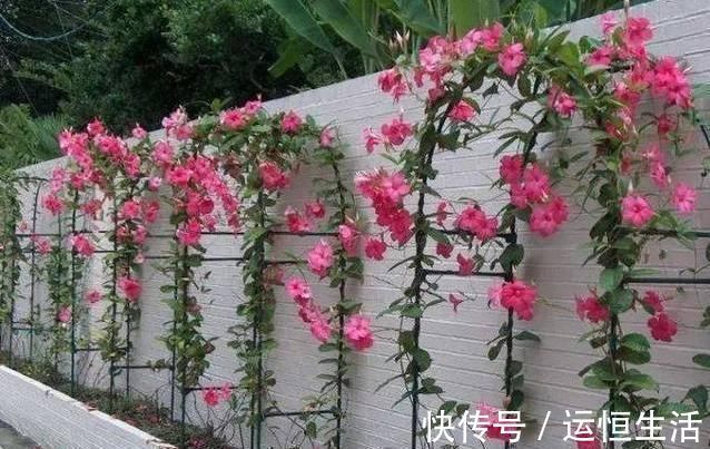 叶片|虎皮兰土里加这1种东西,不用再施肥,叶片都能蹭蹭长1米多高