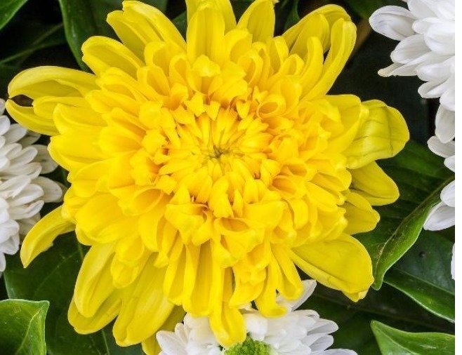 菊花这样养护，株型好看，开花数量多，还能净化空气，可多养几盆