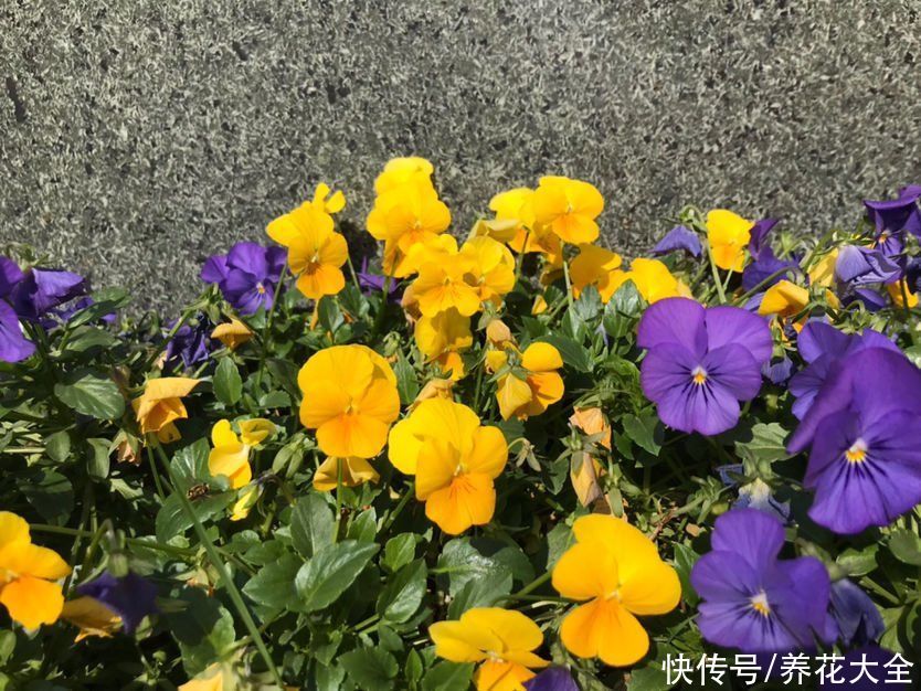 家里有个小窗台，养4种草花，过年开爆盆