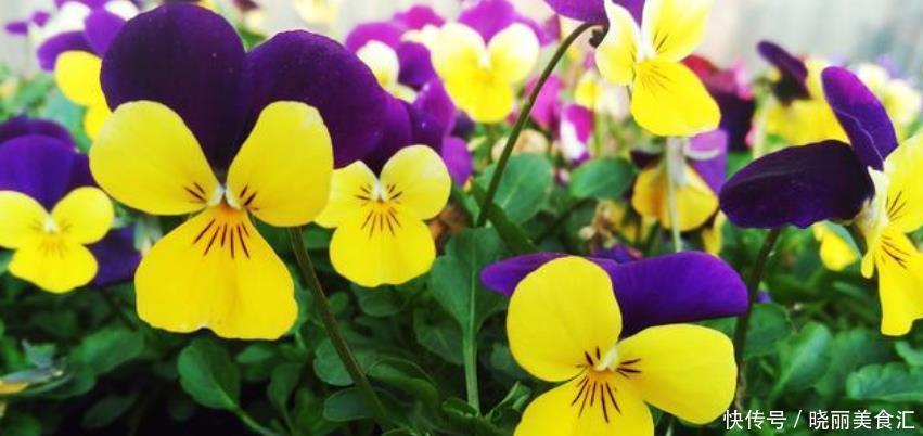 家有庭院就养4种花,夏天开正旺,花姿妖娆,四季繁花似锦,美