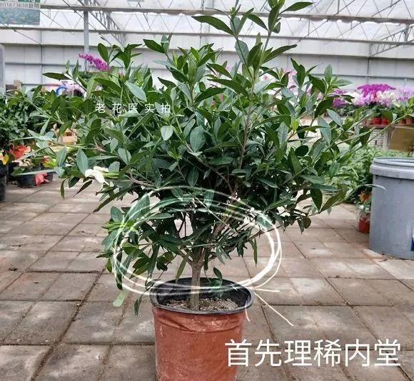 长寿月季花后赶紧剪一刀,剪完就开花,一直剪一直开!