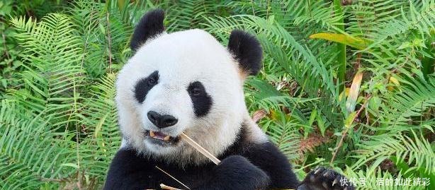 坐骑则|黄帝炎帝的坐骑现在都不在了,只有他的坐骑还活着,以卖萌为生!