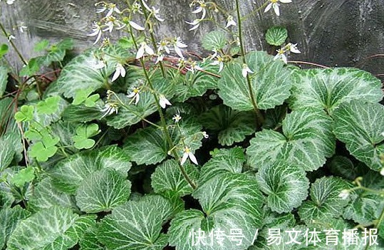 野生植物|这一种长在岩缝的野草,人称“金线吊芙蓉”,能祛风还可以治风疹