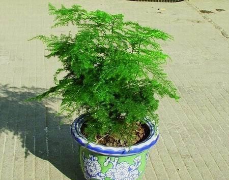 秋天养文竹,做好4件事,不黄叶不干尖,翠绿旺盛美翻了