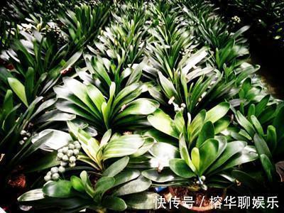 媳妇把君子兰养成大白菜，原来你是如此的君子兰