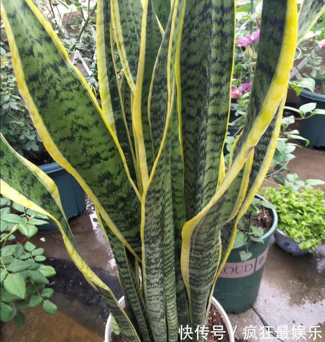 养虎皮兰不用施肥,教你2个方法,让它长得枝叶繁茂