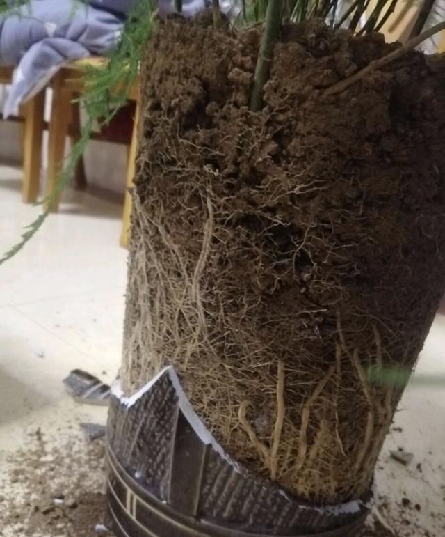 正确|5种花“专吃土”,砸开花盆全是“大块根”,这么做才正确