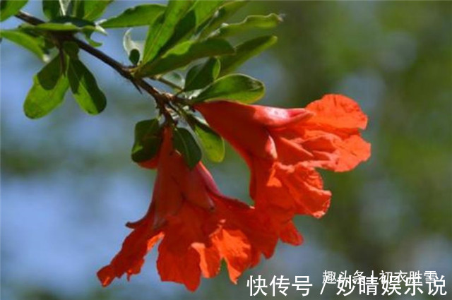 曹雪芹!红楼梦中的芒种节,到底送的是哪位花神,谜底在黛玉的葬花诗前