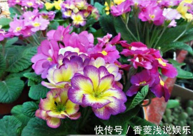 花卉|从5月13日开始，家养此款花卉，丢土里就能活，花开美艳绝伦