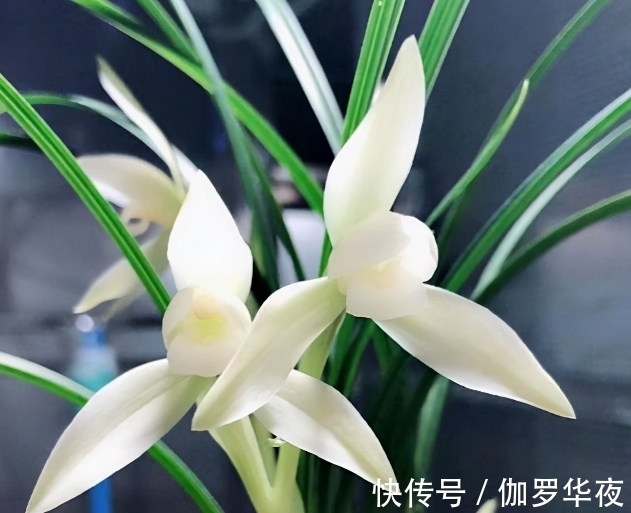 兰花|它在兰花界火了30年,花大如盆,冰魂雪魄,兰香浓郁,珍贵又稀少