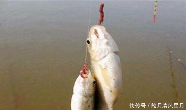 野钓|双钩挂蚯蚓野钓,就用这两种调漂方法,操作简单还精准