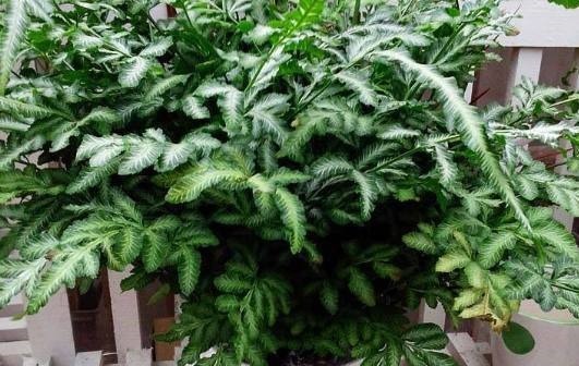 把它加在盆栽里,10年都不会积水烂根,再也不用花钱买肥料了!