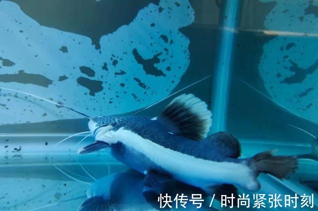 鱼缸里的观赏鱼，如果没有什么病，鱼腥味就不会很严重！