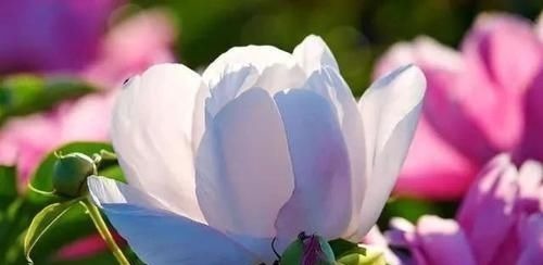 调养|此物被誉为“养肝之圣药”,护肝补肝、敛阴养血,来认识一下