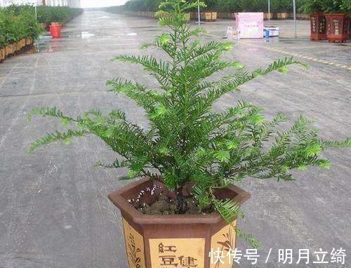红豆杉盆景十分受欢迎，有净化空气的作用，养护红豆杉要注意什么