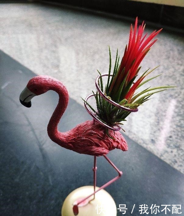 净化|最适合养在卫生间的花,一盆就能净化空气,赶紧养起来啦!