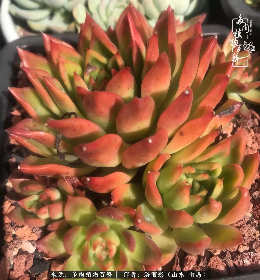 我和我的“多肉恋人”,怎么样有没有惊艳到你!