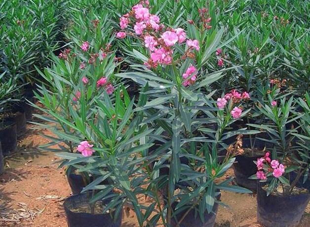 家庭和睦|3种花“晦气花”,最好不要养室内,实在喜欢就养在室外吧