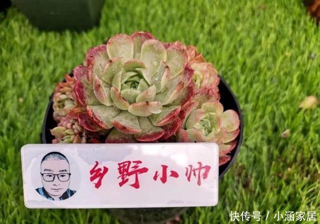 多肉生长|冬季养多肉,想让肉肉长出好状态,这3点一定要做好