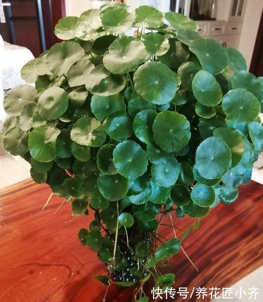 3种“吉祥花”，找个瓶子就能养，年关买寓意好，新手也能养一年