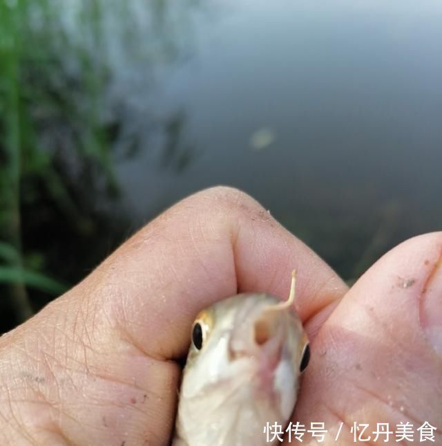 大鱼|高温天,钓大鱼先克服这些“难题”,不是我吹,渔获瞬间猛增几倍
