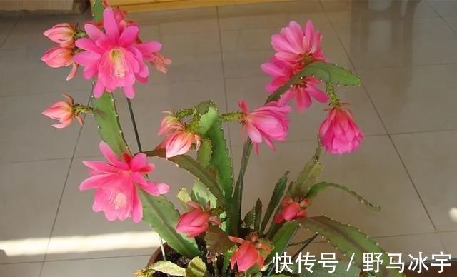 4种花,名字里带“荷”却不是荷花,花美色丽,漂亮极了
