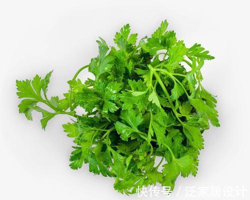 甲之蜜糖|香菜好吃难保存，菜农教你几招，比直接放冰箱还管用