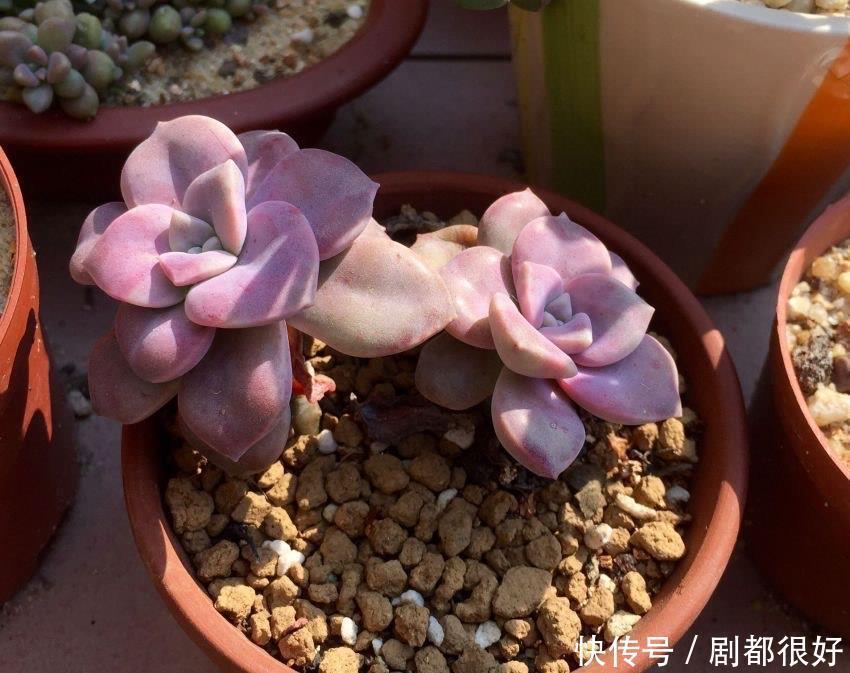 悬崖|养紫乐这种多肉,有3招,爆崽爆侧芽,还能长成悬崖桩