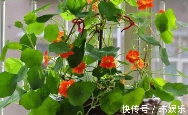 旱金莲|家里这些花卉吊起来养，既增加了观赏价值，又节省了养殖空间