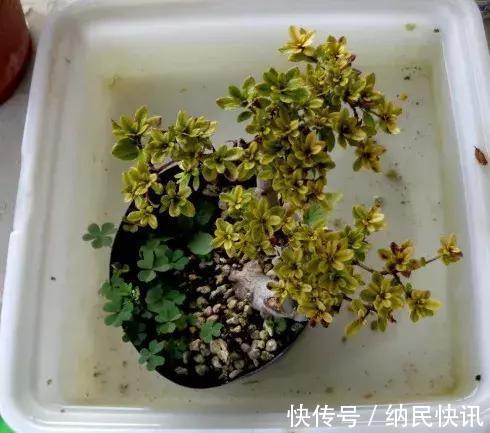 3种花是“醋坛子”，每周浇上1小勺，不烂根不黄叶，花开不停！