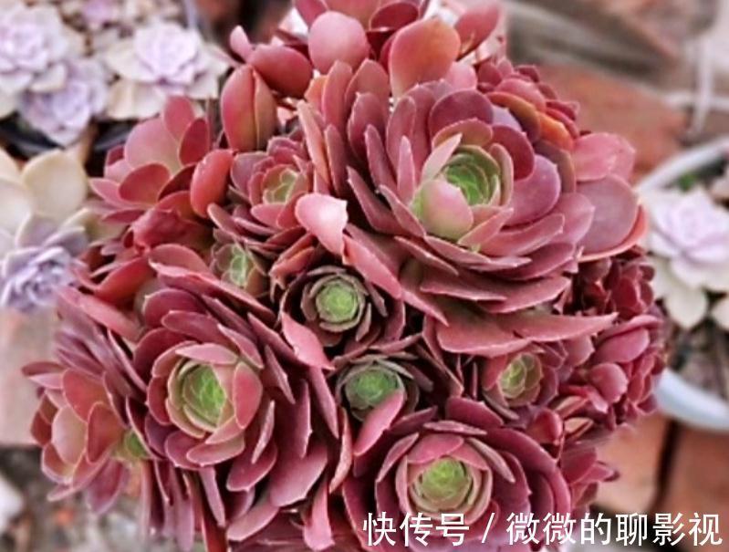 闻香识女人,大家闻过多肉淡淡的的香味吗?