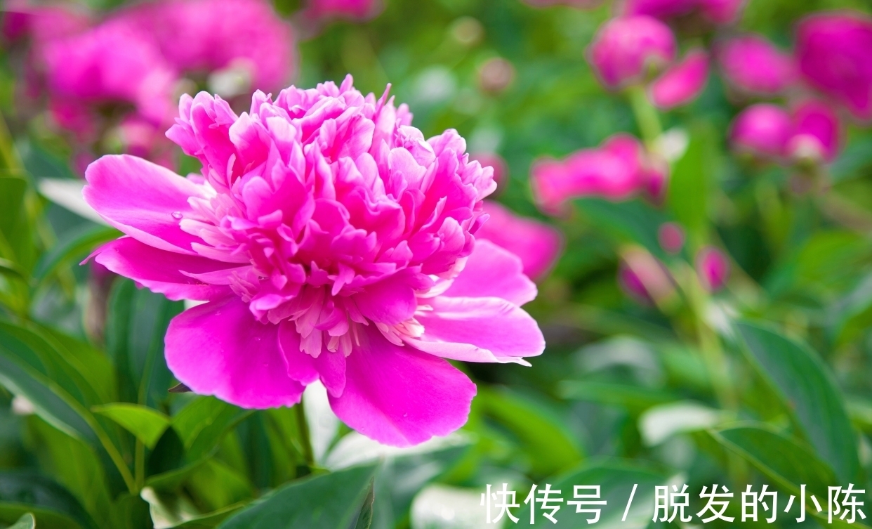 这首诗|杜甫为官时值夜,写了一首五言名篇,寓意深刻耐人寻味