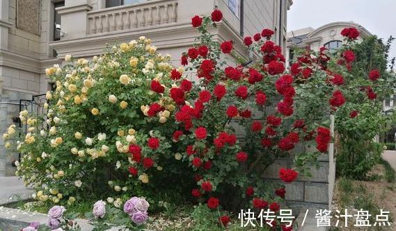 修剪|要想月季开爆花,只需4招,来年月季变成绣花球